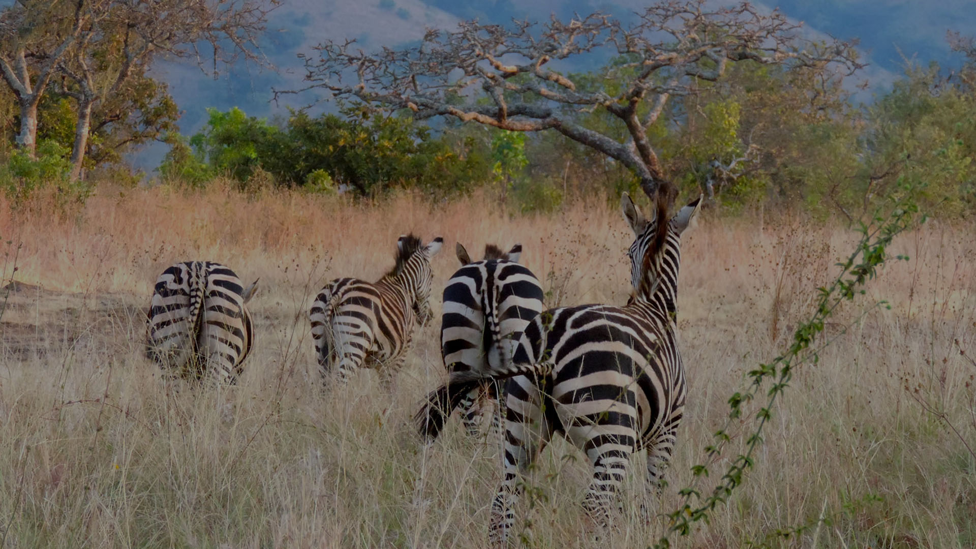 Akagera National Park - Wildlife